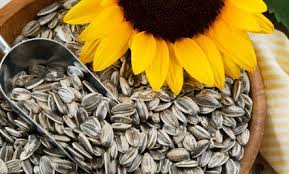 Manufacturers Exporters and Wholesale Suppliers of Sunflower Seed Mumbai Maharashtra
